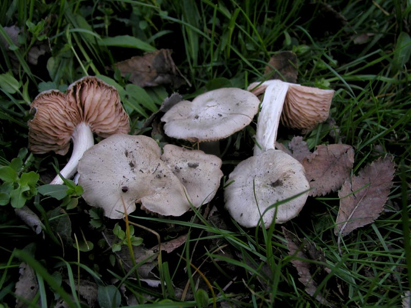 Entoloma saundersii